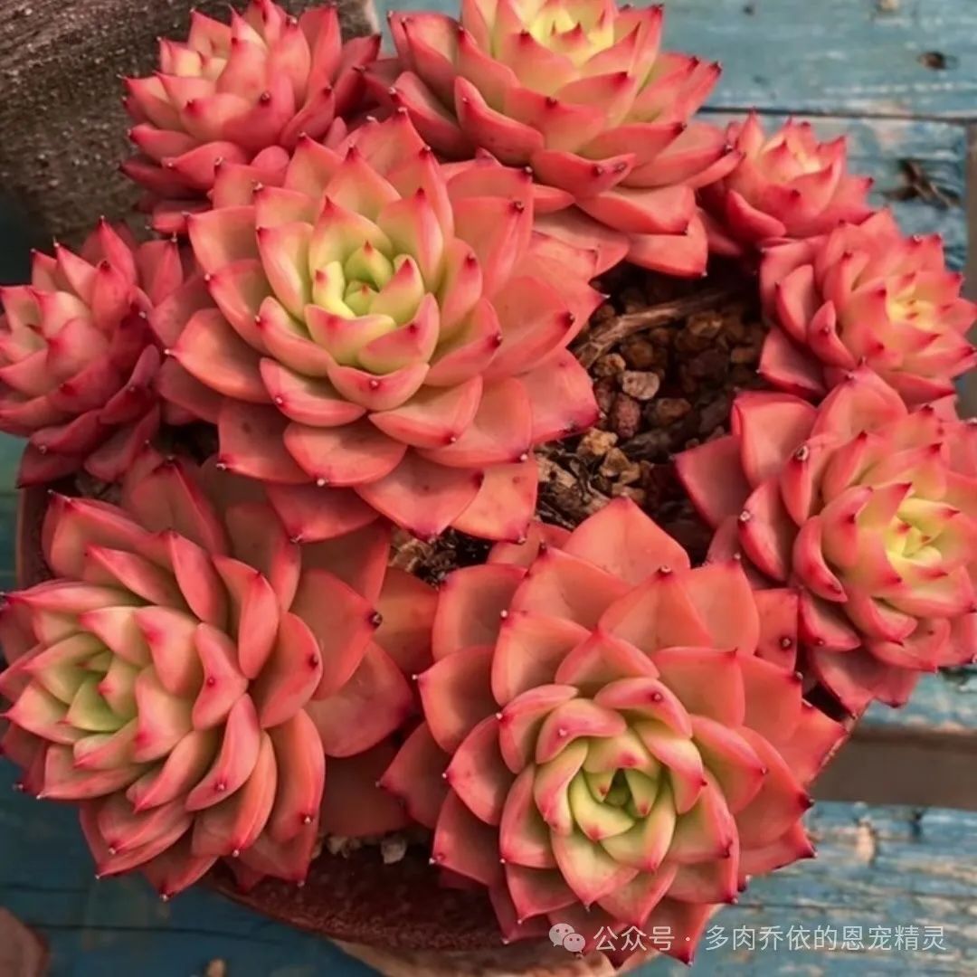 保利安娜多肉好養嗎_多肉保利安娜好養嗎_多肉植物保利安娜老樁圖片