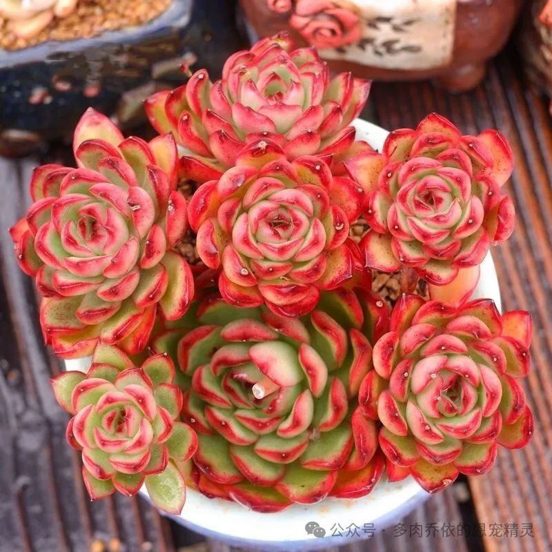 多肉保利安娜好養嗎_保利安娜多肉好養嗎_多肉植物保利安娜老樁圖片