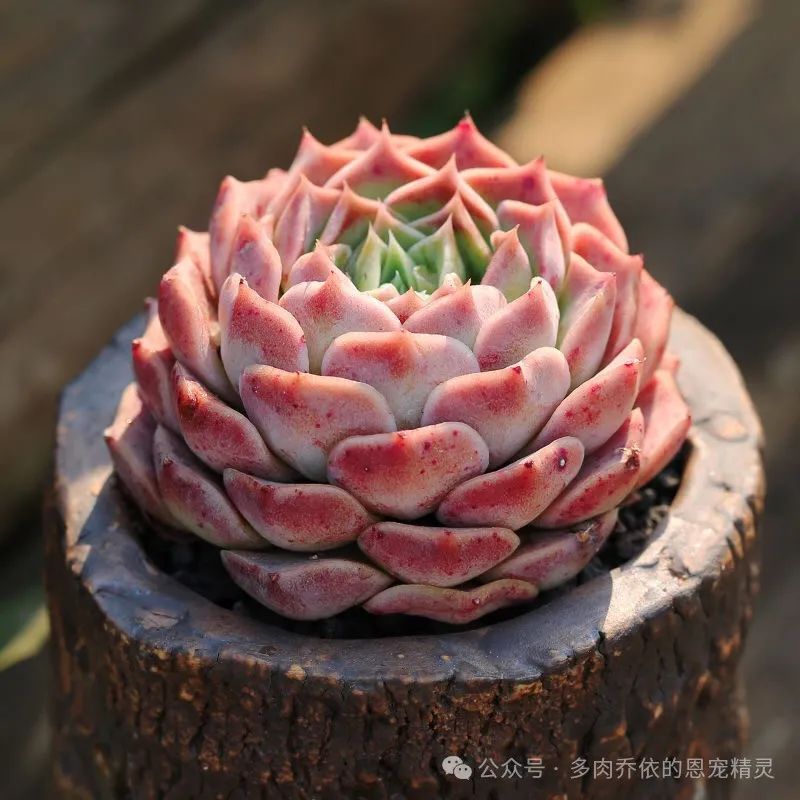 保利安娜多肉好養嗎_多肉植物保利安娜老樁圖片_多肉保利安娜好養嗎