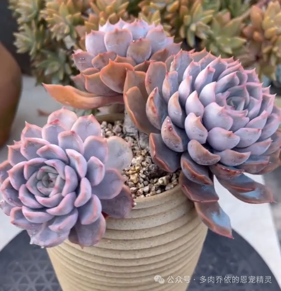 多肉保利安娜好養嗎_多肉植物保利安娜老樁圖片_保利安娜多肉好養嗎