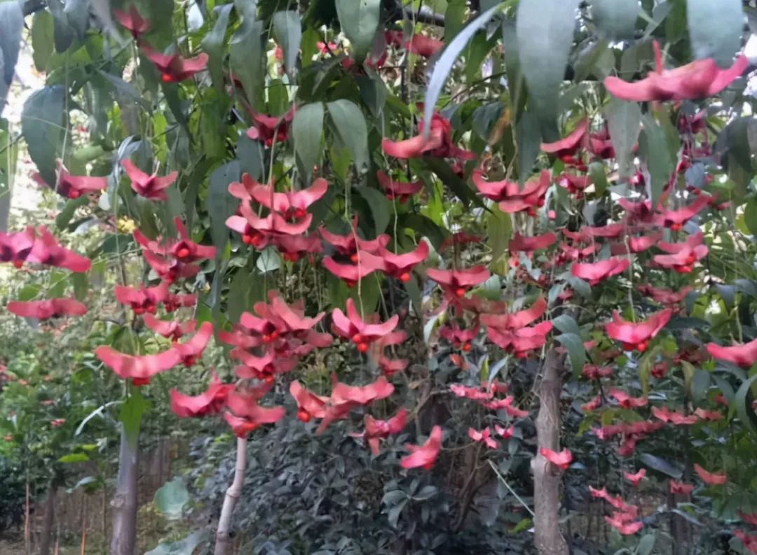 什么花適合冬天養不怕凍_冬天怕冷的花卉_凍天養什么花