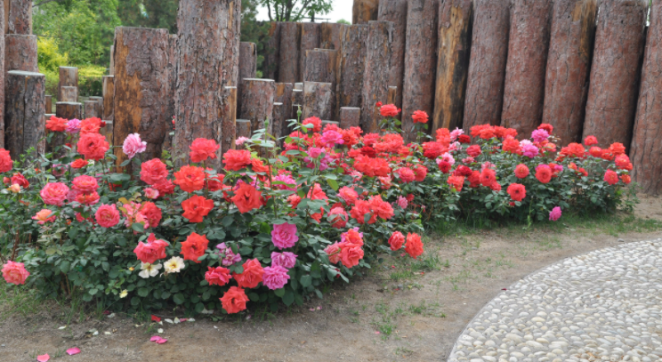 冬天怕冷的花卉_什么花適合冬天養不怕凍_凍天養什么花