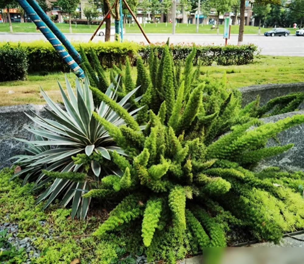 太扎心了！10種貴貨綠植，北方花錢買，南方遍地是，長路邊沒人要