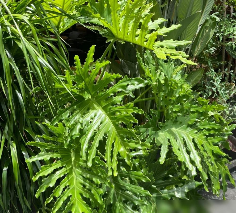 便宜又好養的綠植_便宜養綠植好不好_便宜養綠植好養的植物