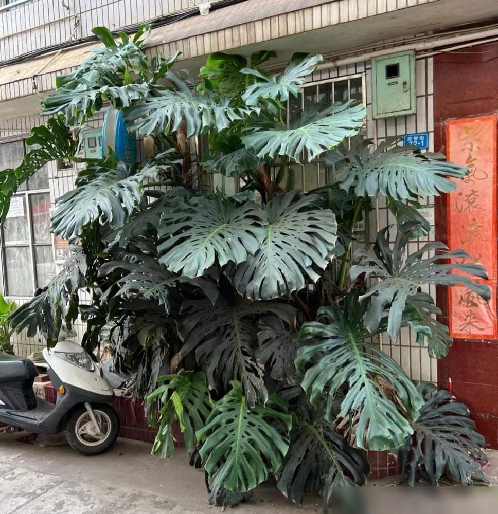 便宜養綠植好養的植物_便宜又好養的綠植_便宜養綠植好不好